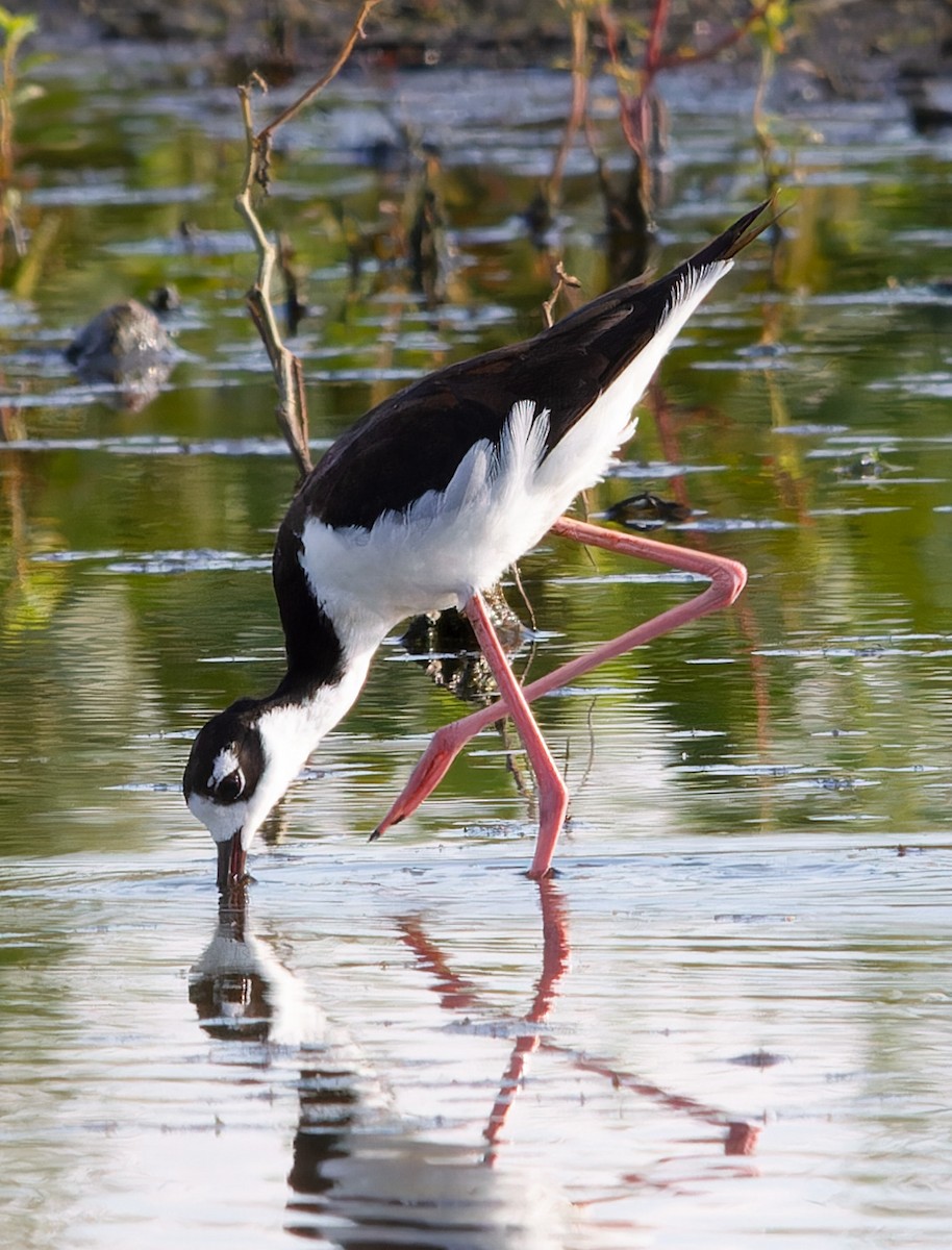 Black-necked Stilt - ML620868903