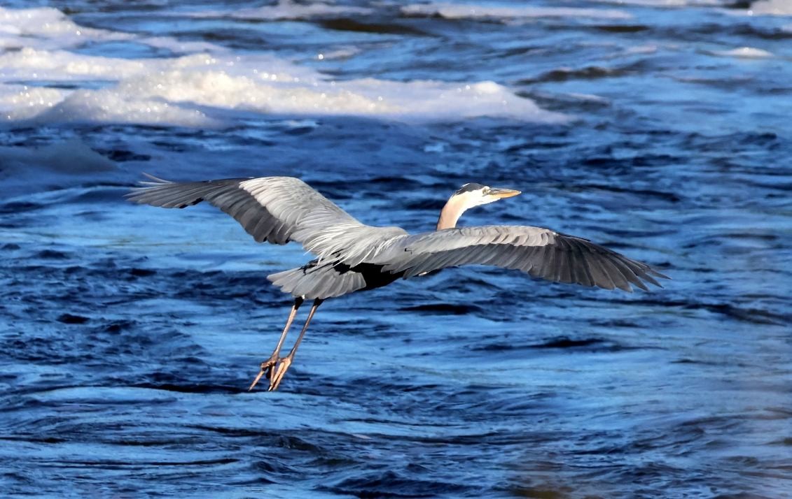 Great Blue Heron - ML620868909