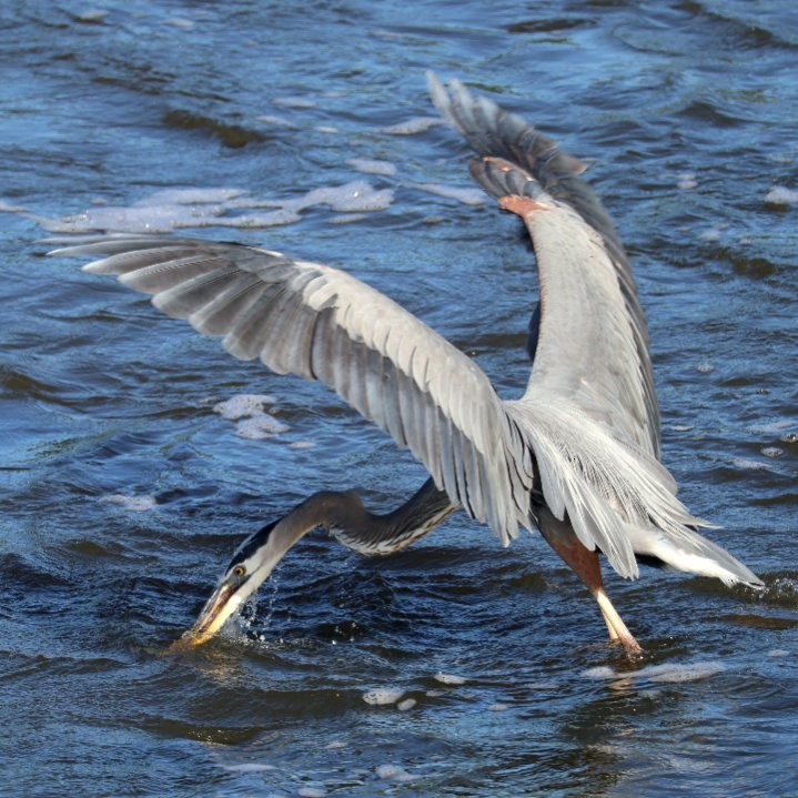 Great Blue Heron - ML620868912