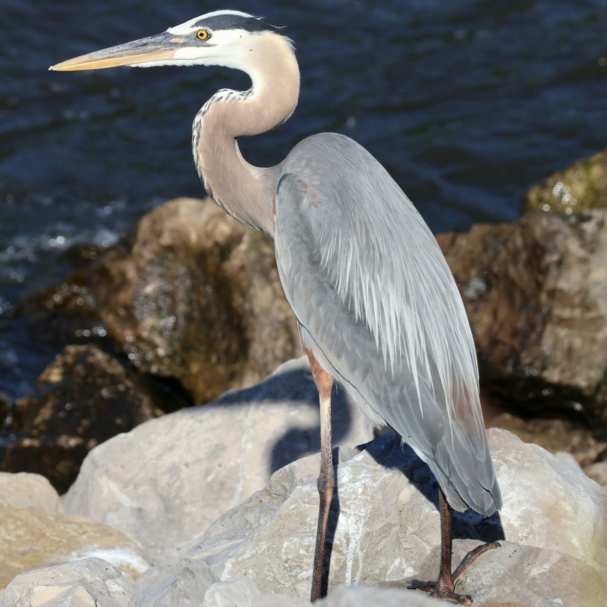 Great Blue Heron - ML620868918