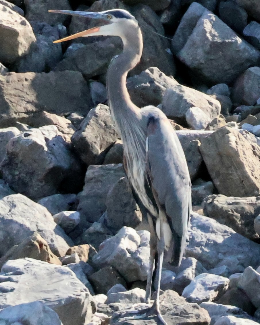 Great Blue Heron - ML620868920