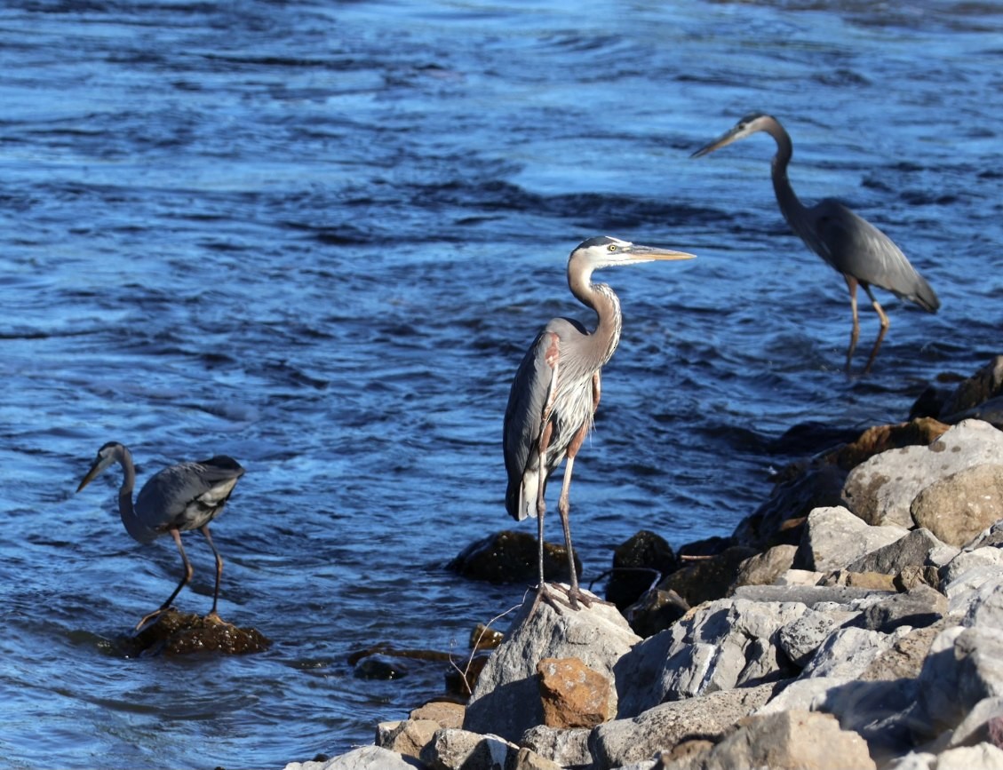 Great Blue Heron - ML620868922