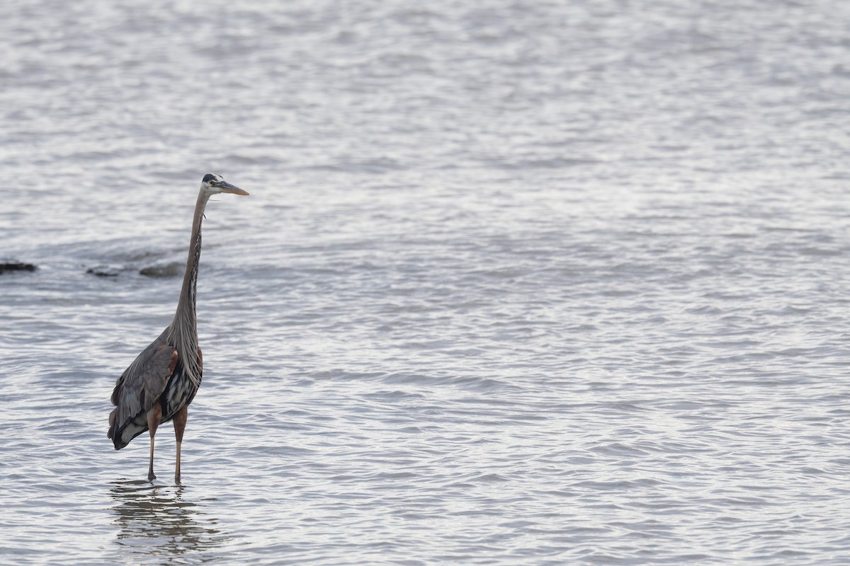 Great Blue Heron - ML620868932