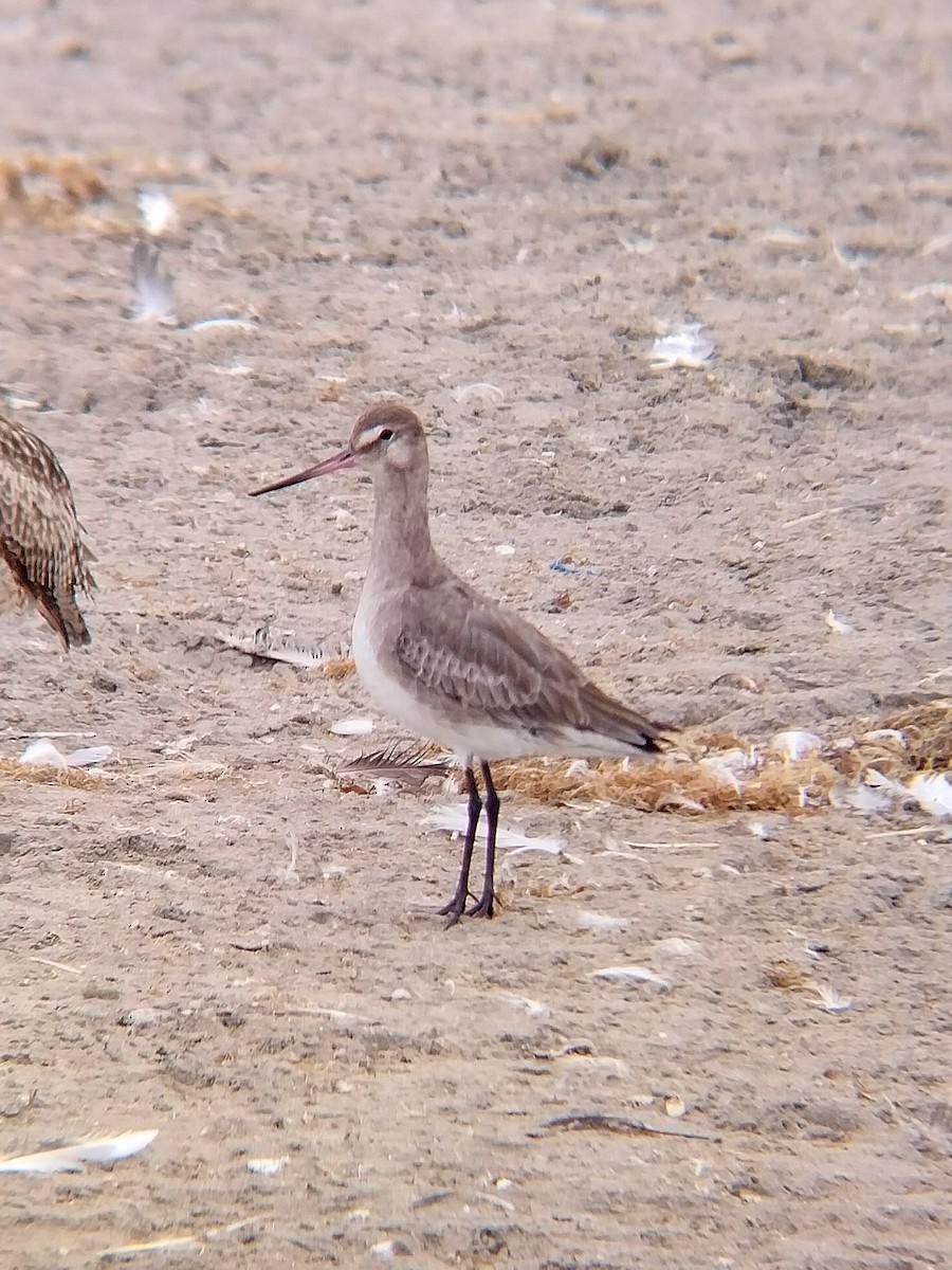 Hudsonian Godwit - ML620868933