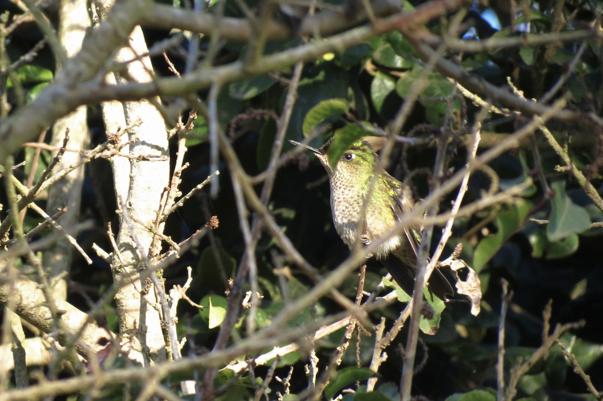 Green-backed Firecrown - ML620868934