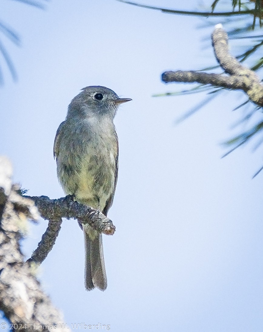 Hammond's Flycatcher - ML620868938