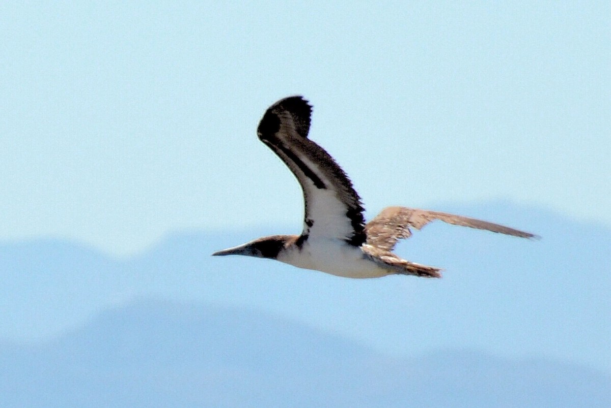 Blue-footed Booby - ML620868939