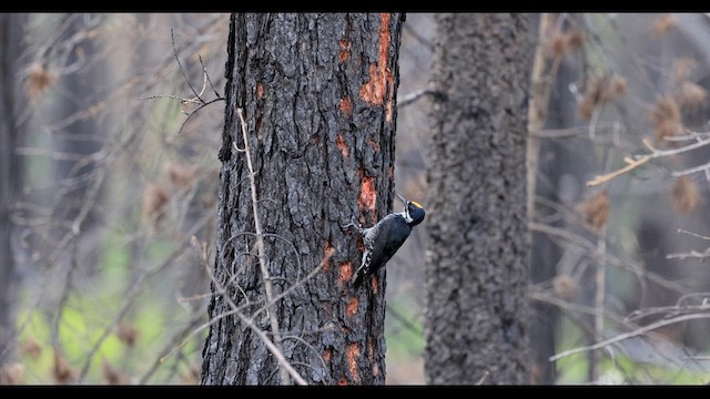 Black-backed Woodpecker - ML620868946