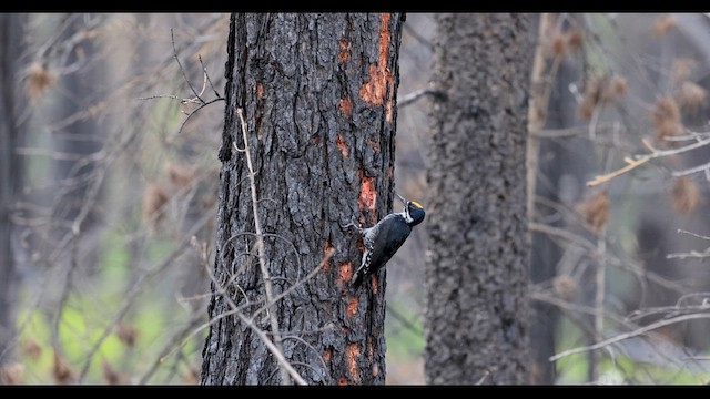 Дятел північний - ML620868946