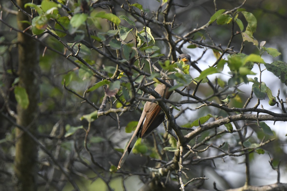 Yellow-billed Cuckoo - ML620868950