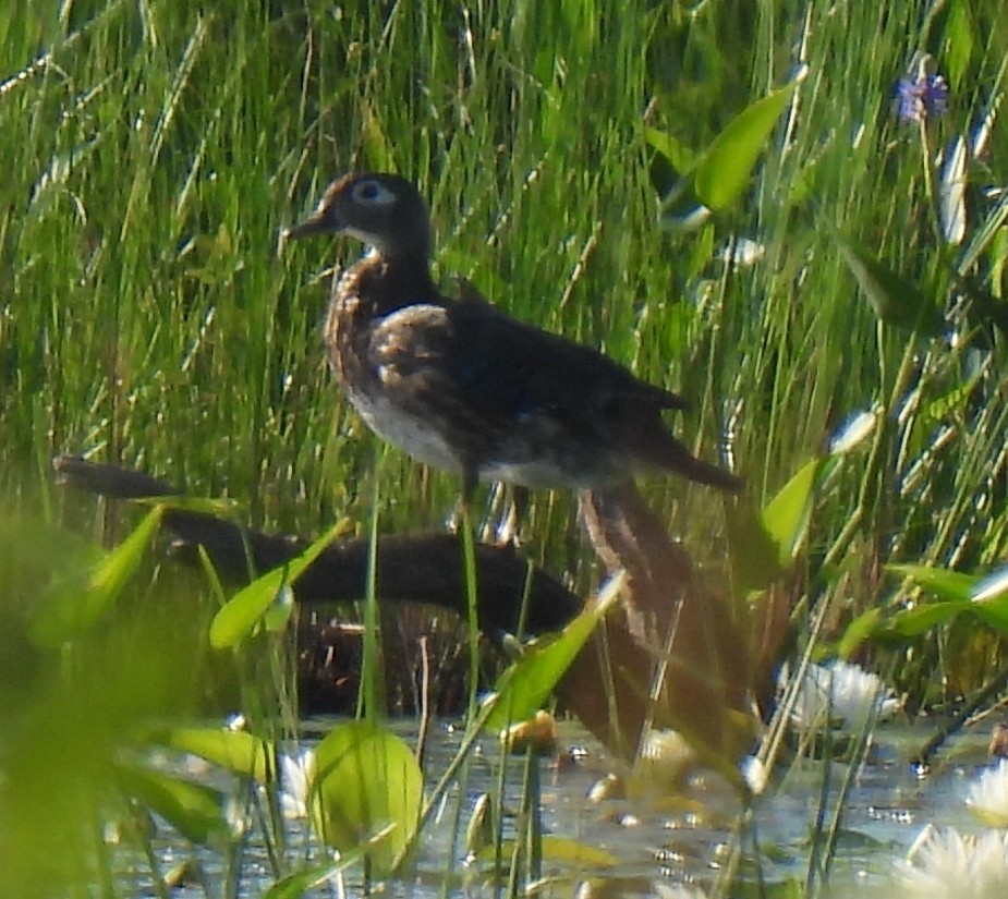 Wood Duck - ML620868951