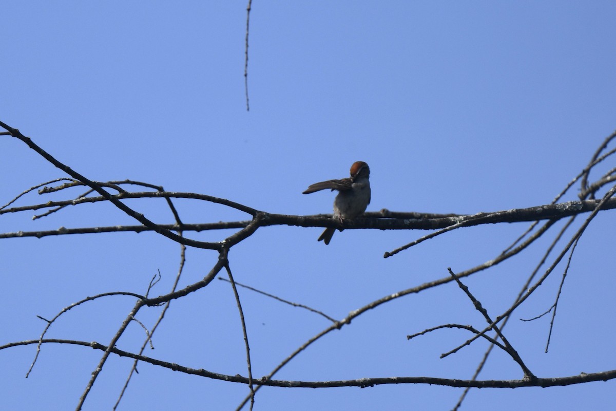 Chipping Sparrow - ML620868955