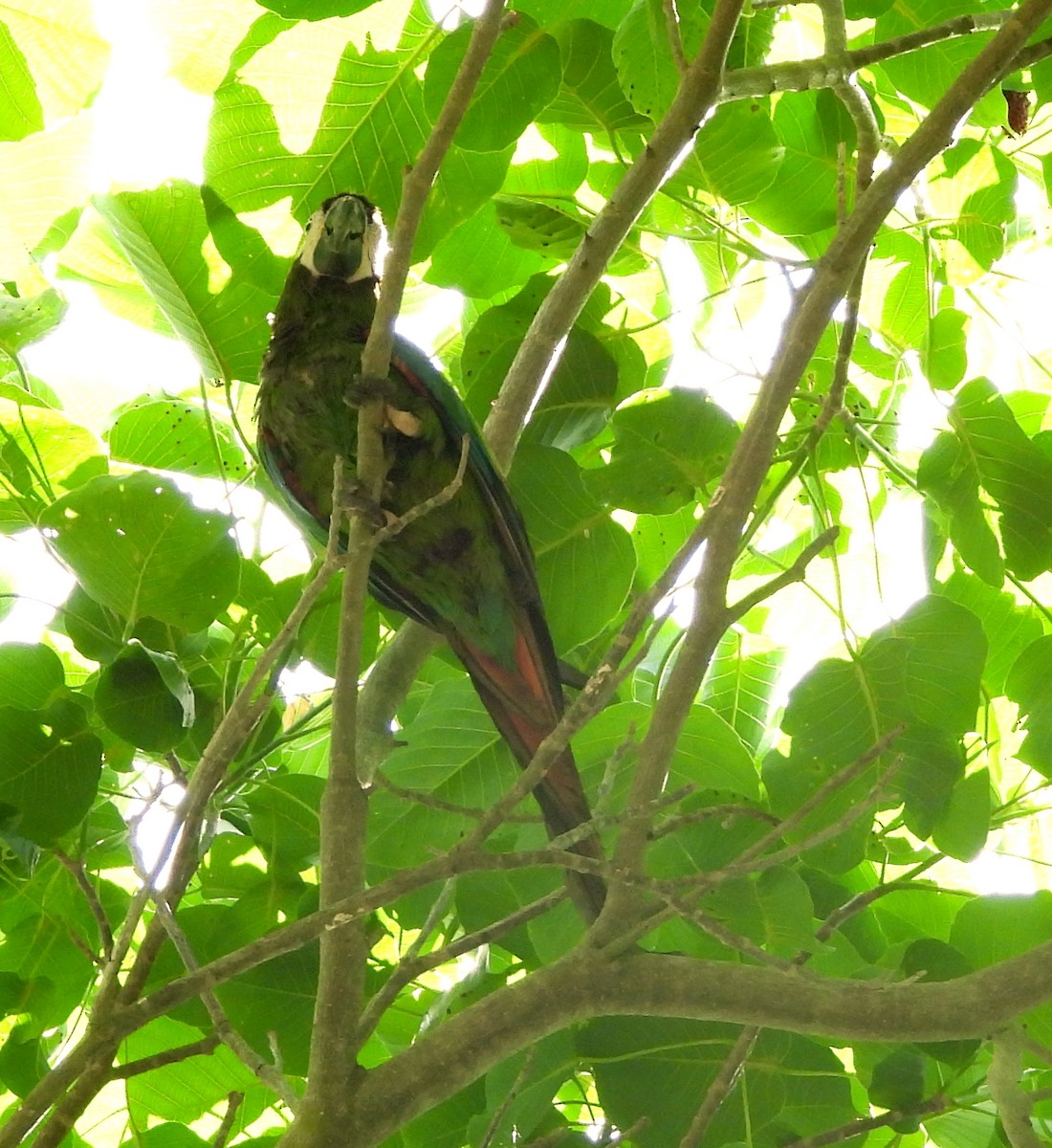 Chestnut-fronted Macaw - Manuel Pérez R.