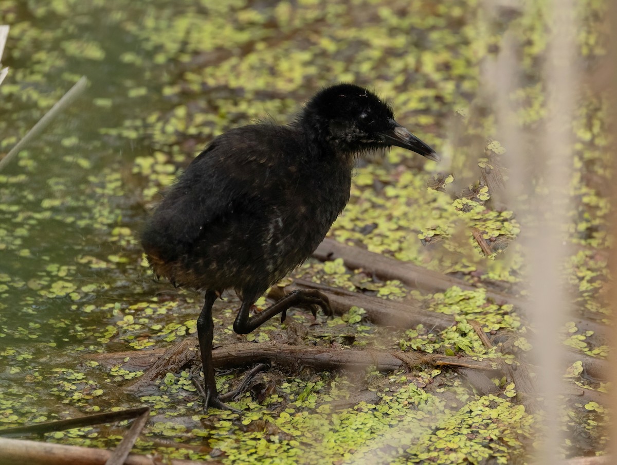 Virginia Rail - Julie Paquette