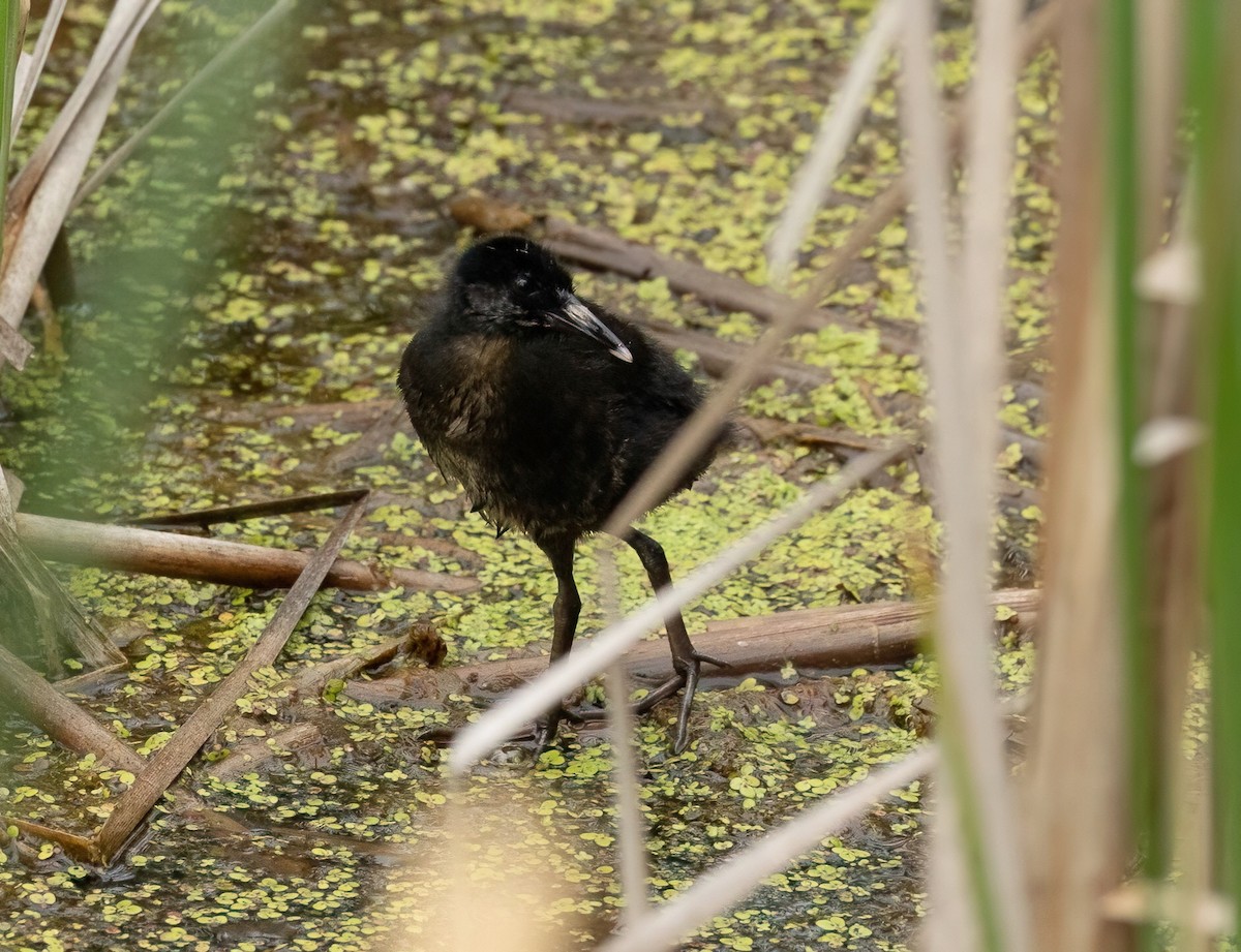 Virginia Rail - ML620868970