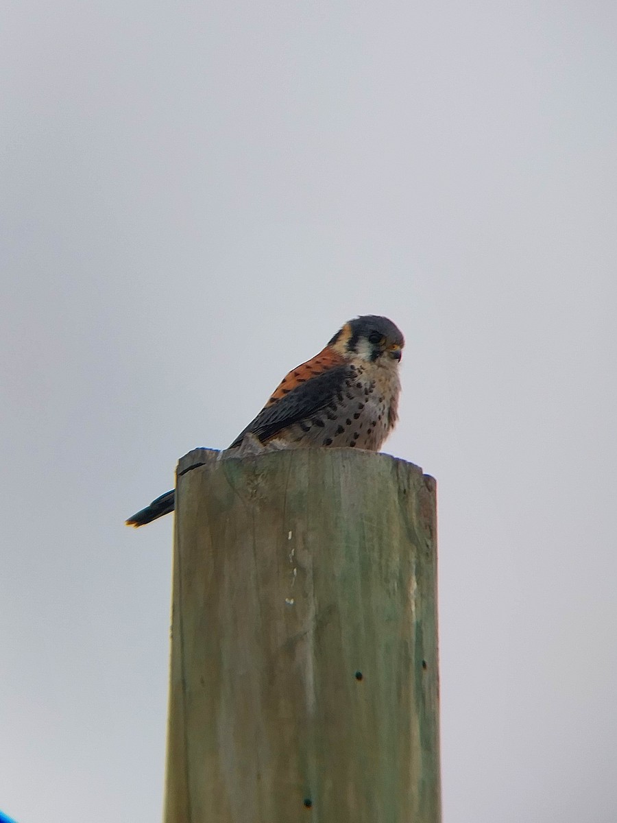 American Kestrel - ML620868975