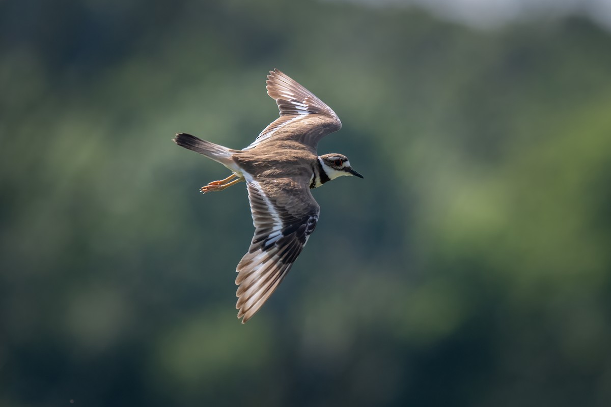 Killdeer - ML620868976