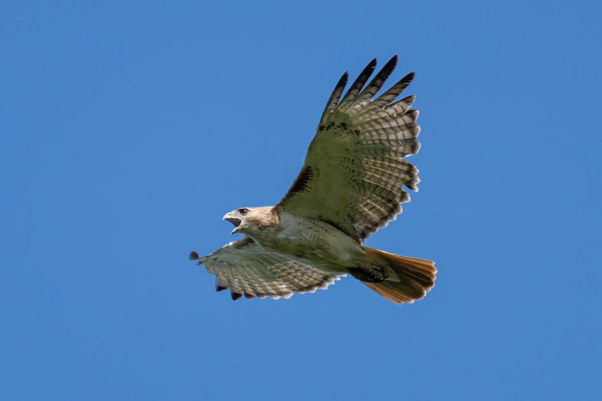 Red-tailed Hawk - ML620868981