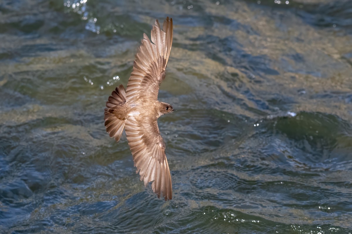 Northern Rough-winged Swallow - ML620868985