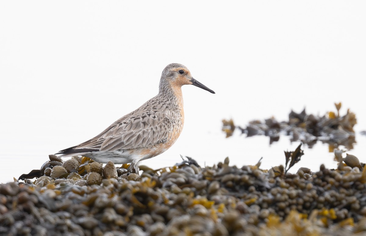 Red Knot - ML620868995