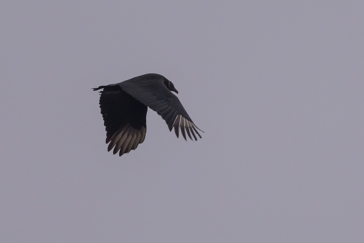 Black Vulture - ML620868996