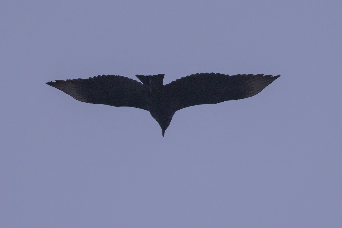 Black Vulture - ML620868998