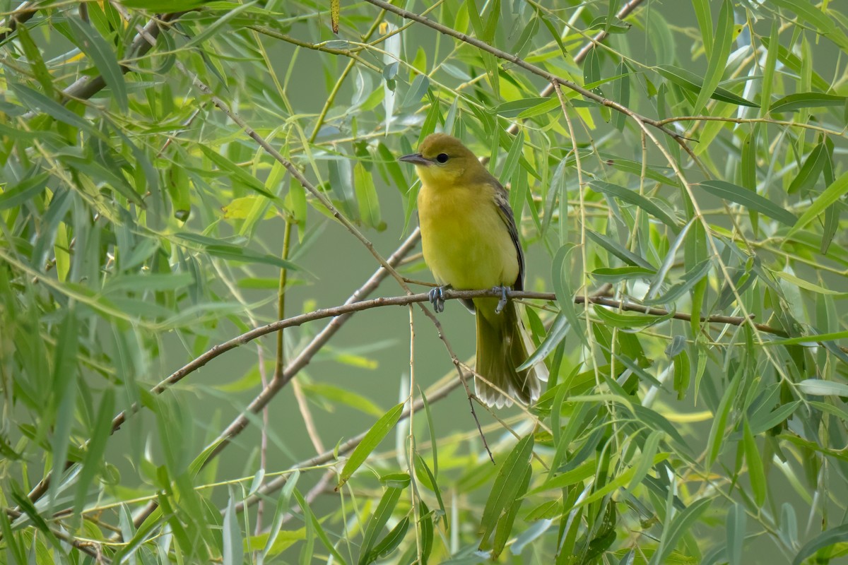 Orchard Oriole - ML620868999