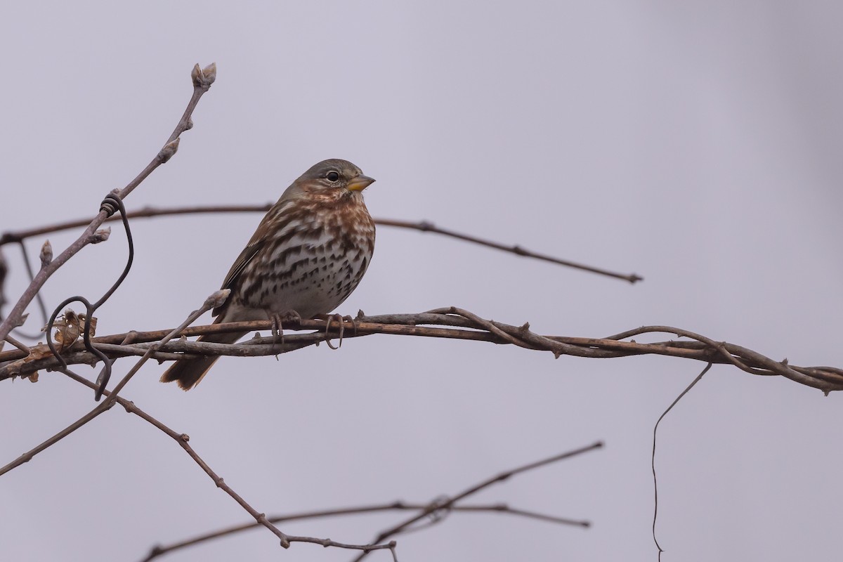 Fox Sparrow (Red) - ML620869010