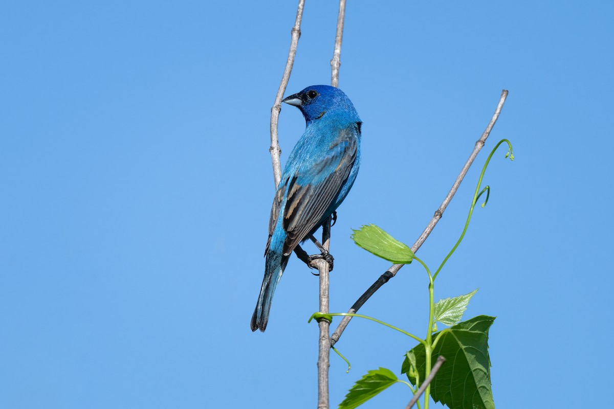 Indigo Bunting - ML620869023