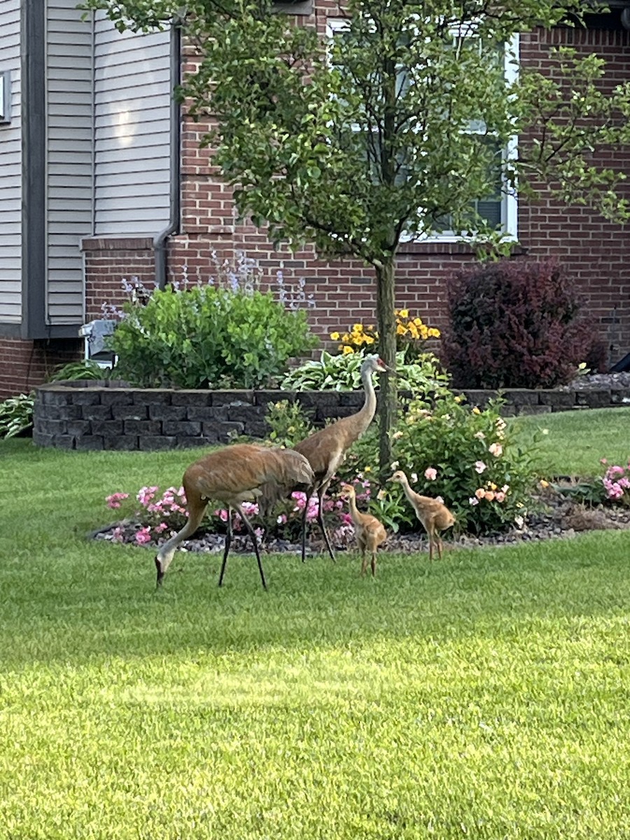 Sandhill Crane - ML620869026