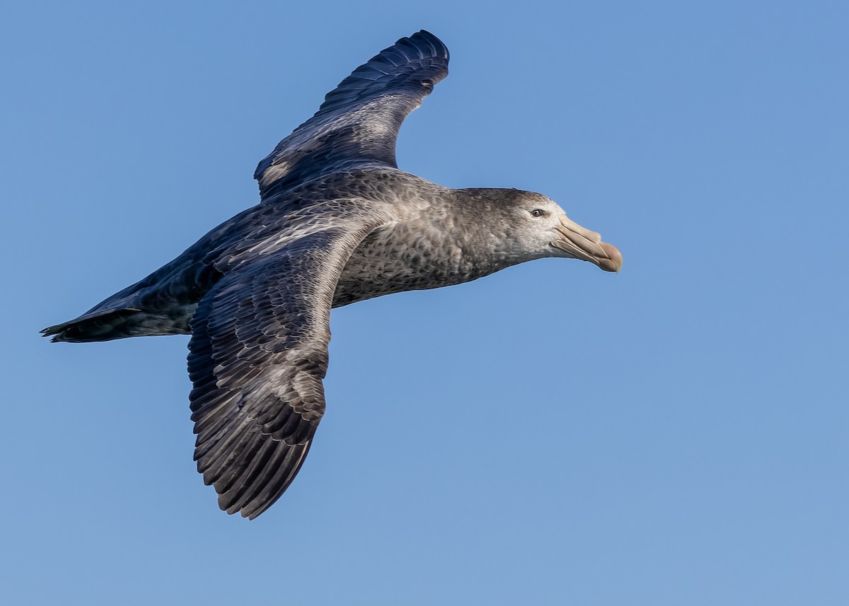 Southern/Northern Giant-Petrel - ML620869029