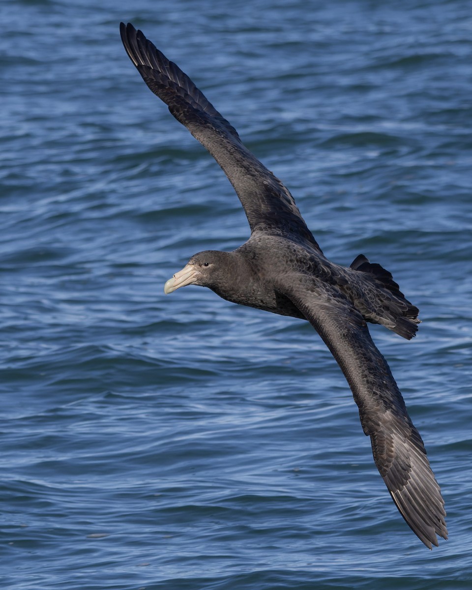 Southern/Northern Giant-Petrel - ML620869030