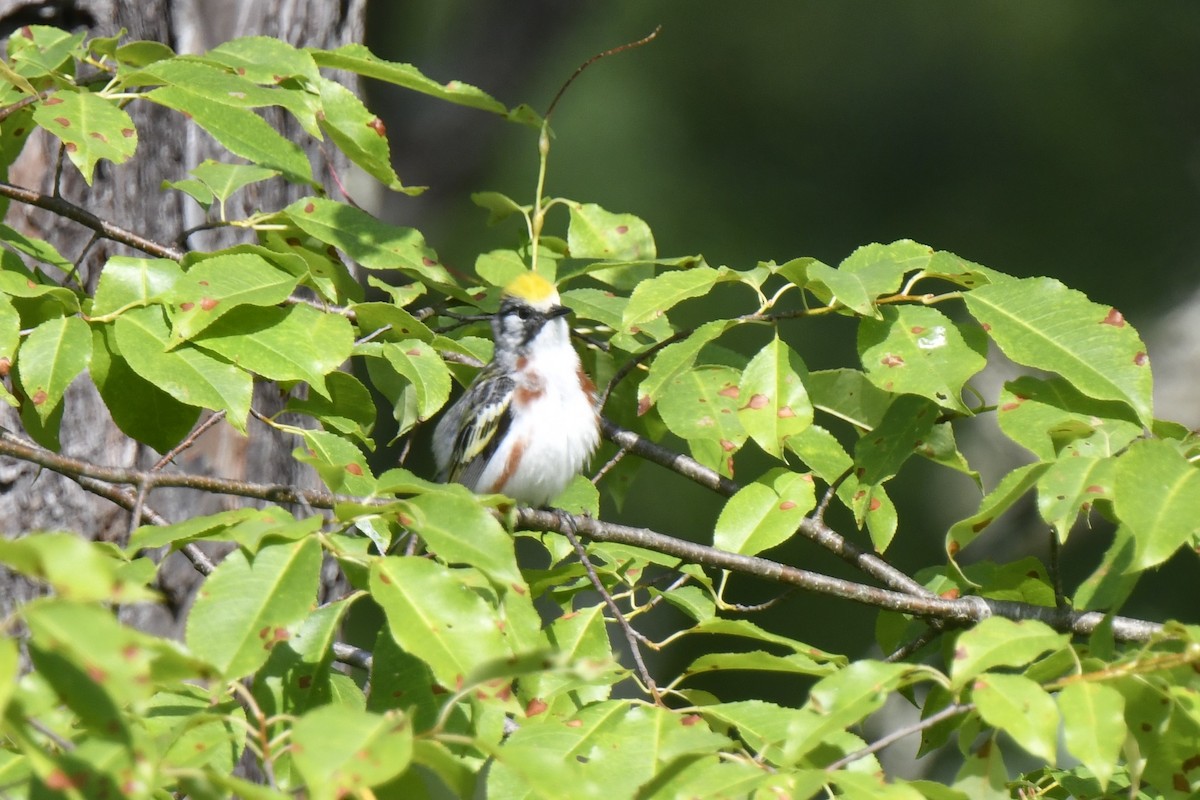 Chestnut-sided Warbler - ML620869036