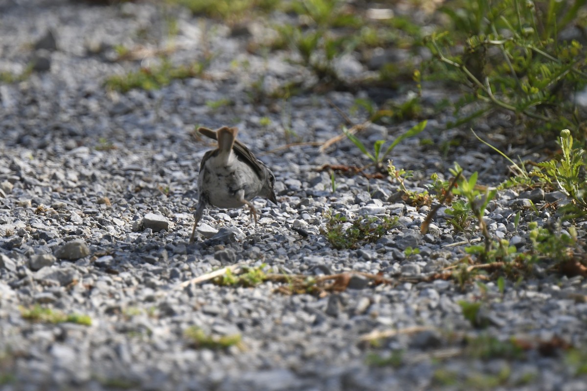 Chipping Sparrow - ML620869039