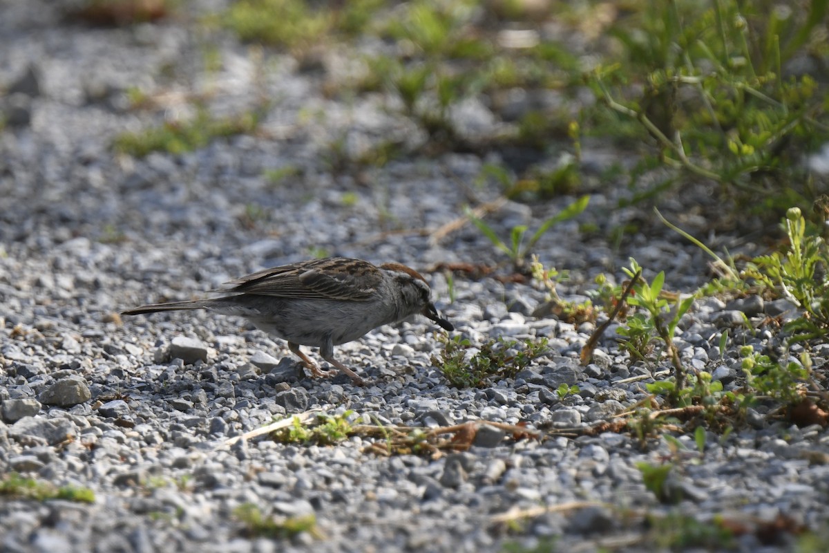 Chipping Sparrow - ML620869042