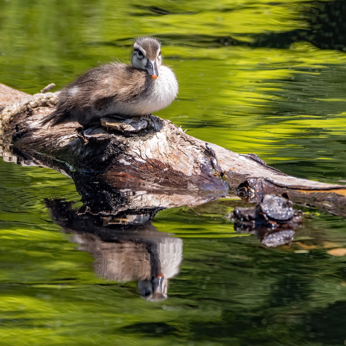 Wood Duck - ML620869049