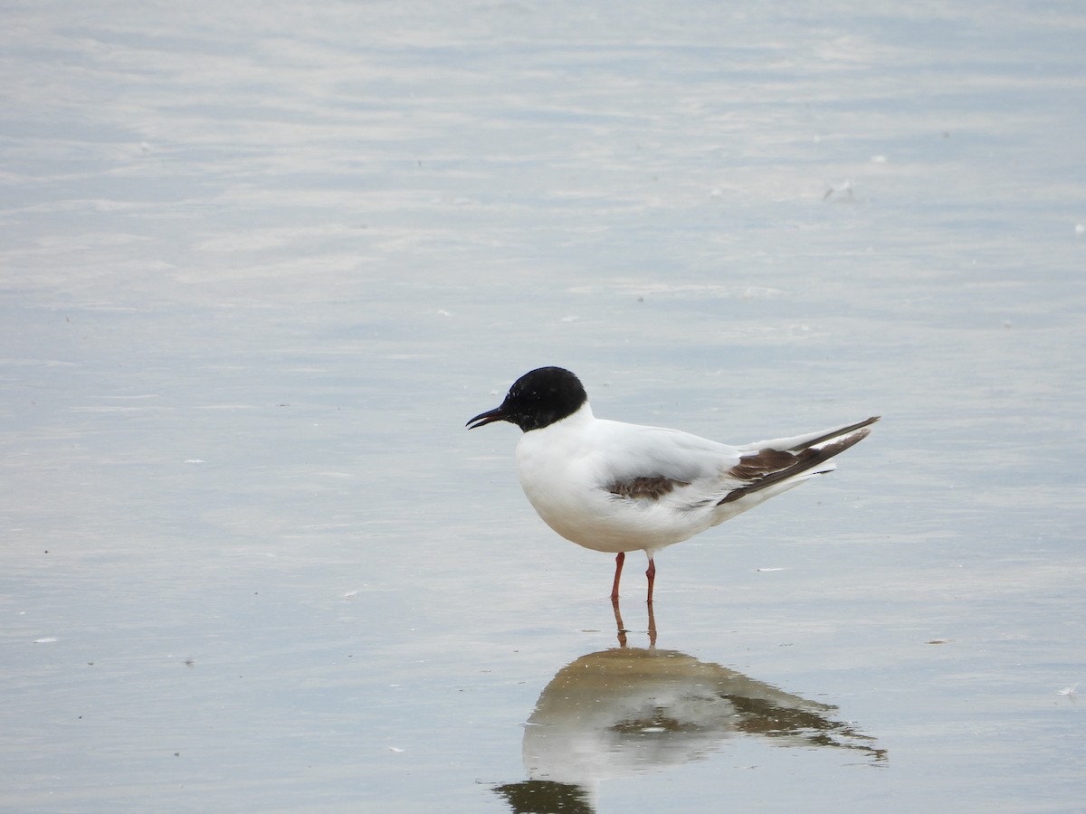 Little Gull - ML620869056