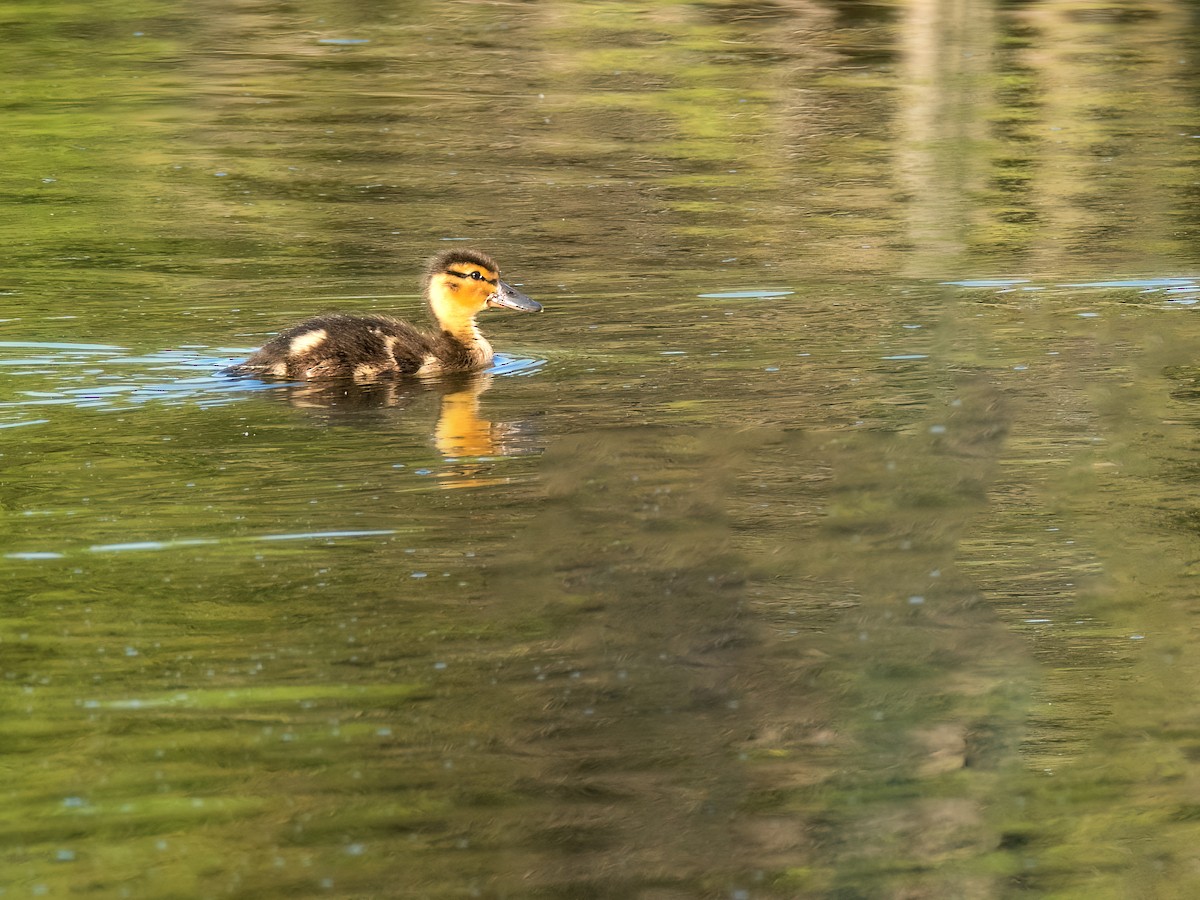 Mallard - ML620869062