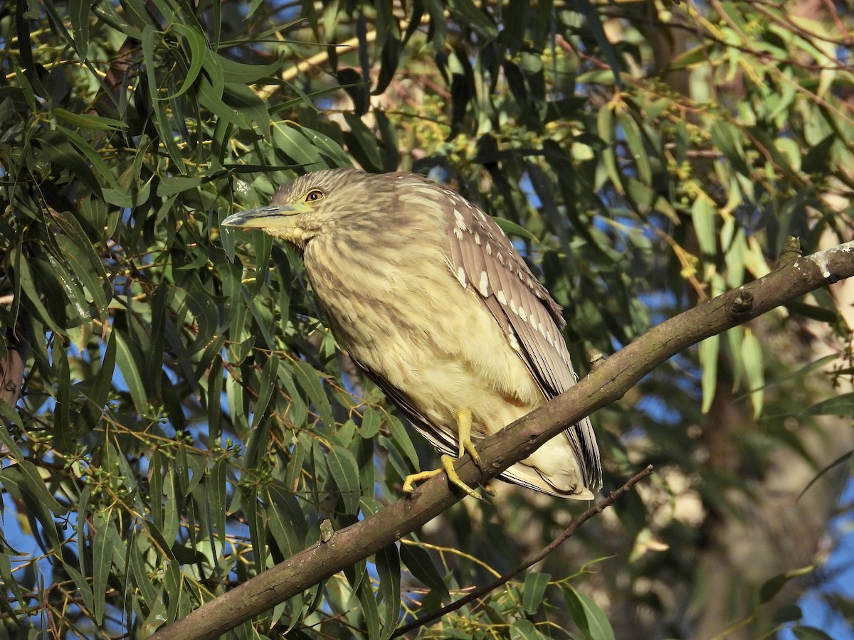 Black-crowned Night Heron - ML620869065