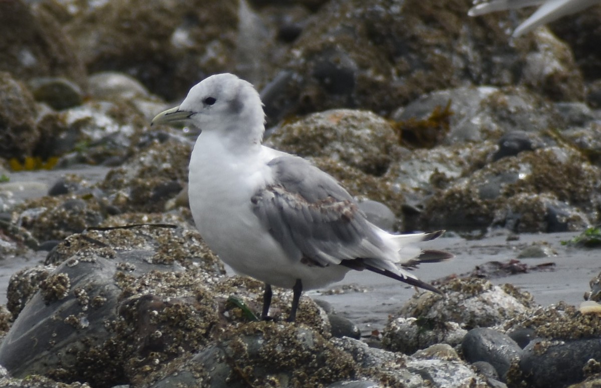 Black-legged Kittiwake - ML620869071