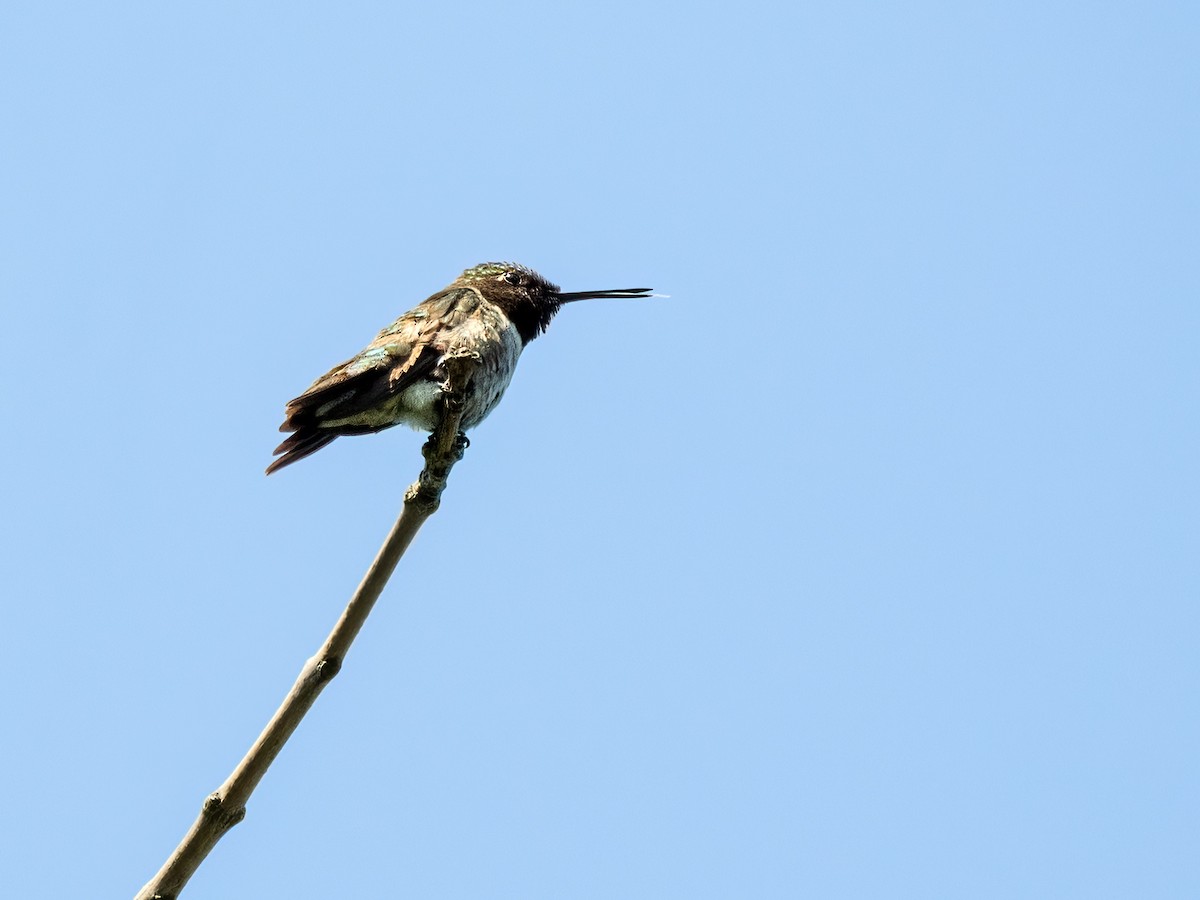 Yakut Boğazlı Kolibri - ML620869072