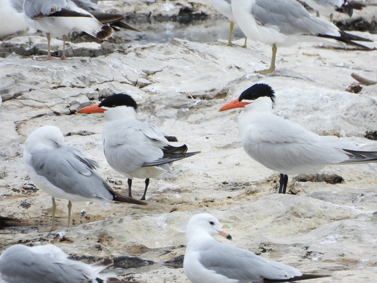 Caspian Tern - ML620869076