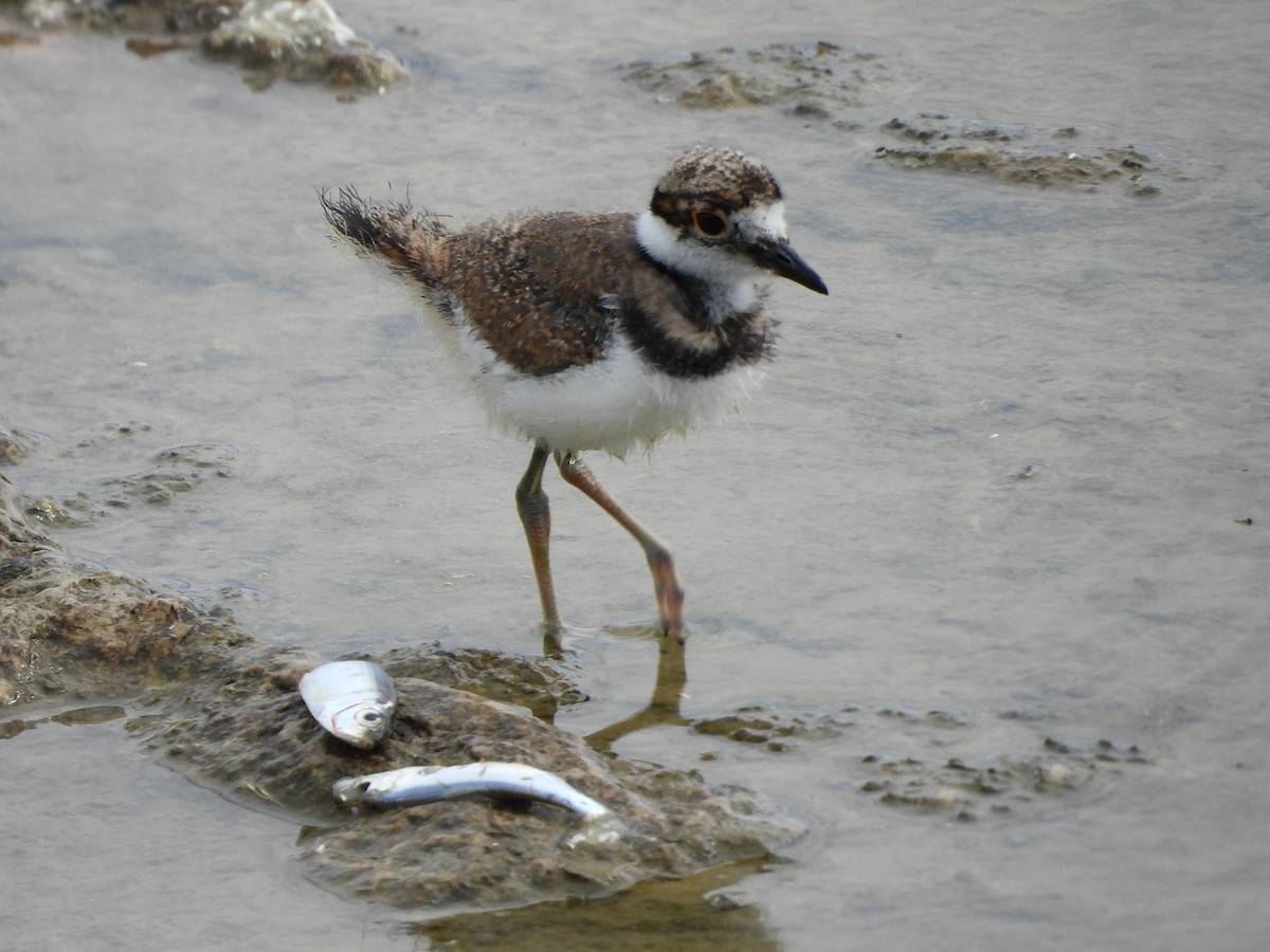 Killdeer - ML620869080