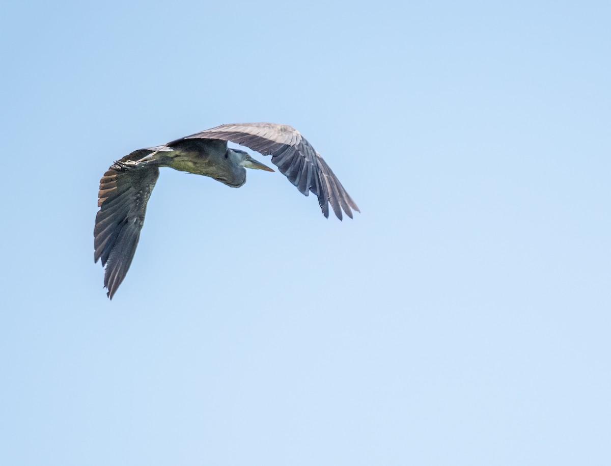 Great Blue Heron - ML620869082