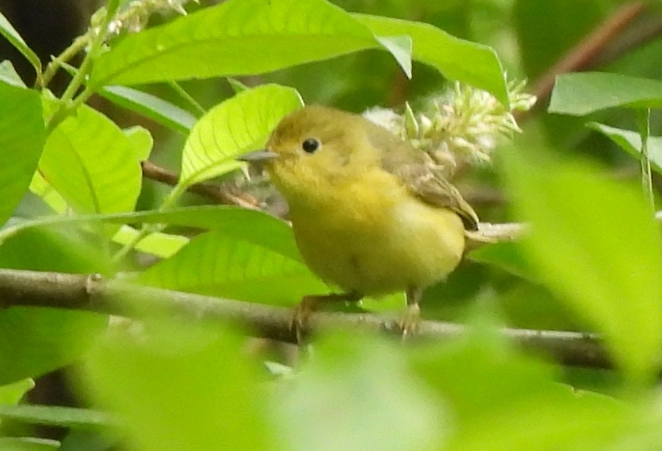 Yellow Warbler - ML620869083