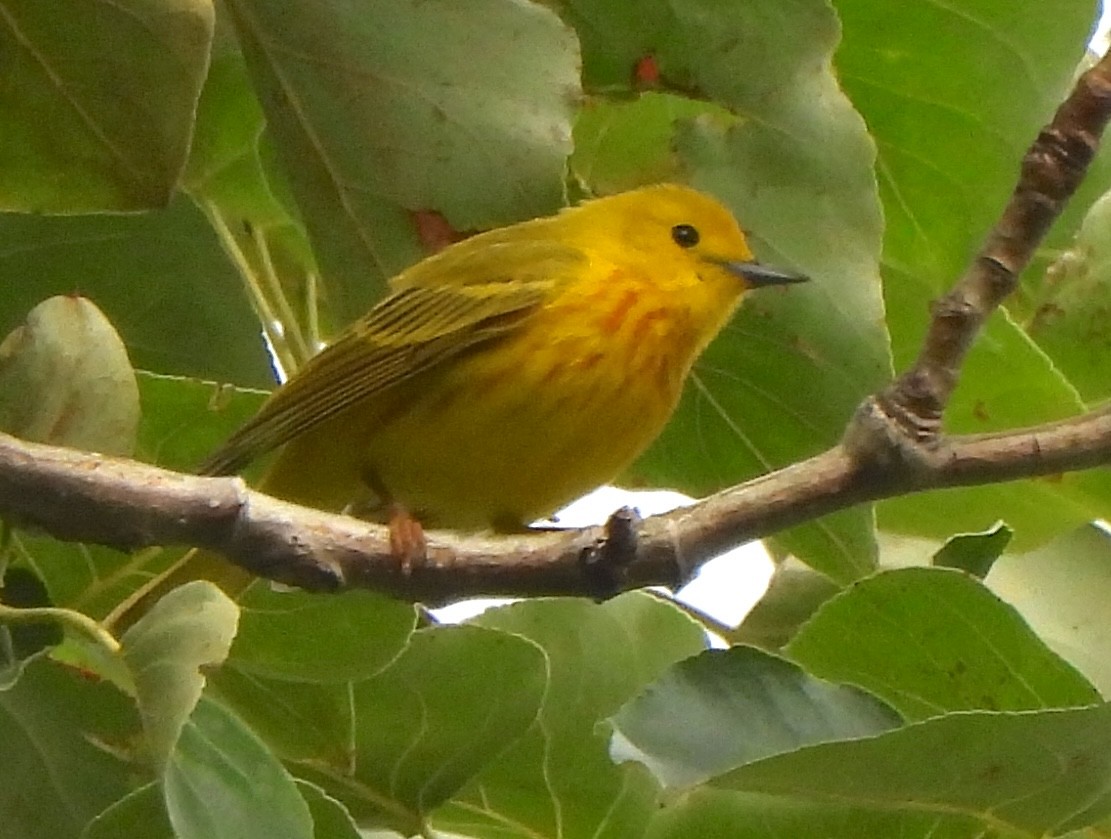 Yellow Warbler - ML620869084