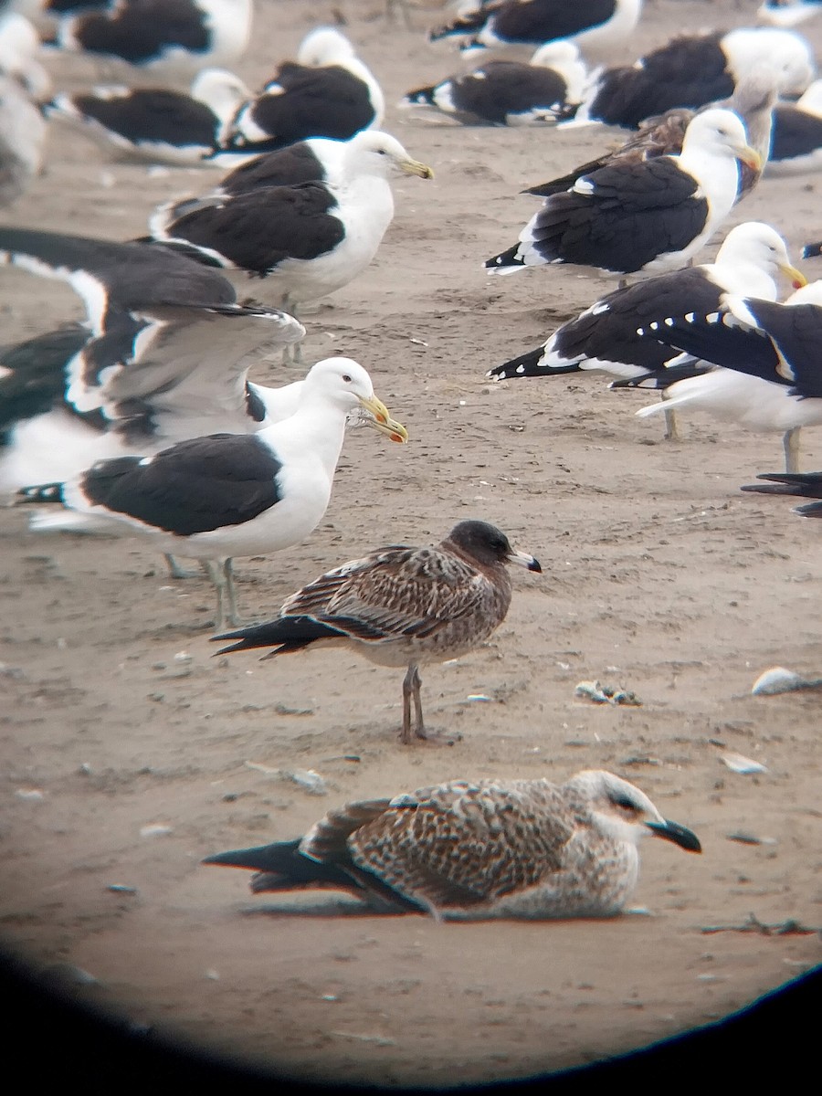 Belcher's Gull - ML620869089