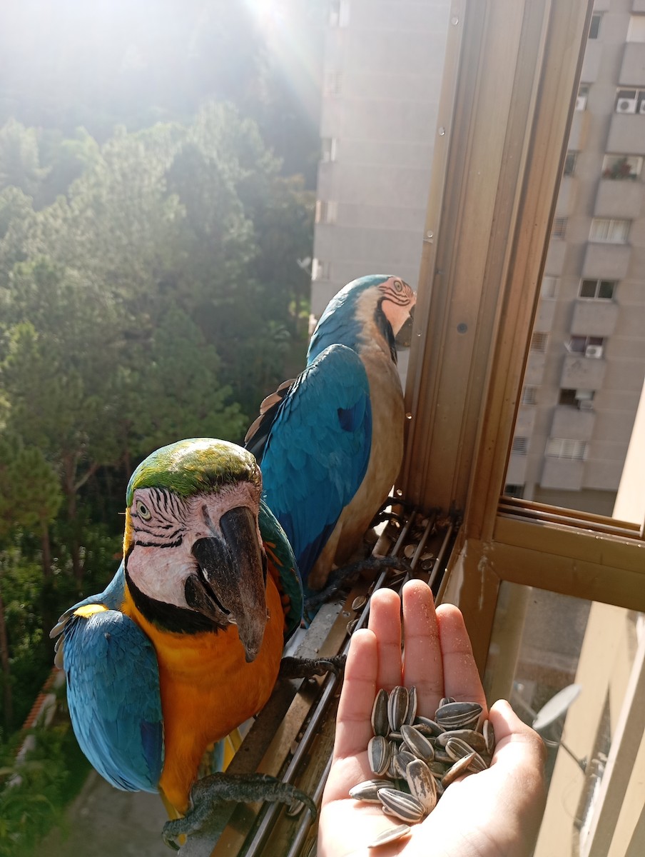 Blue-and-yellow Macaw - ML620869090