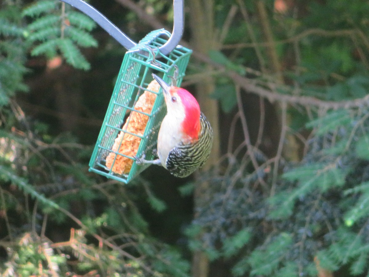 Red-bellied Woodpecker - ML620869106