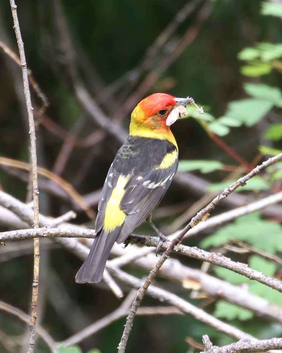 Western Tanager - Laurens Halsey